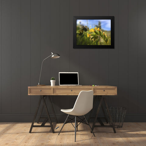 Wildflowers XXVI Black Modern Wood Framed Art Print by Popcorn