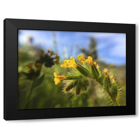 Wildflowers XXVI Black Modern Wood Framed Art Print by Popcorn