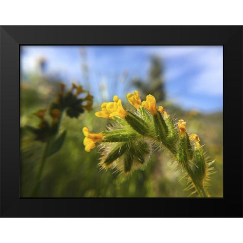 Wildflowers XXVI Black Modern Wood Framed Art Print by Popcorn