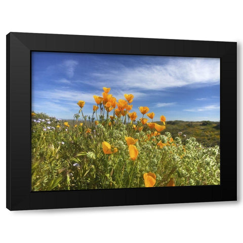 Wildflowers XXVII Black Modern Wood Framed Art Print by Popcorn