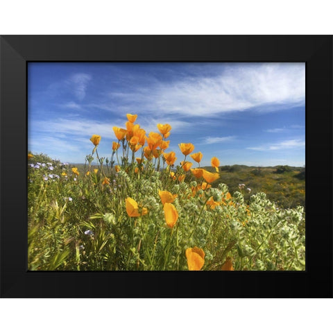 Wildflowers XXVII Black Modern Wood Framed Art Print by Popcorn