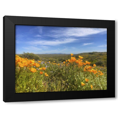 Wildflowers XXVIII Black Modern Wood Framed Art Print with Double Matting by Popcorn