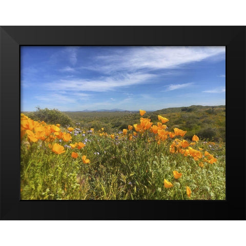 Wildflowers XXVIII Black Modern Wood Framed Art Print by Popcorn