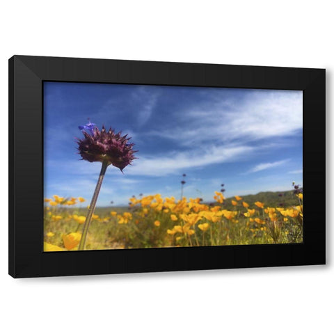 Wildflowers XXXIII Black Modern Wood Framed Art Print by Popcorn