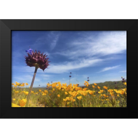 Wildflowers XXXIII Black Modern Wood Framed Art Print by Popcorn