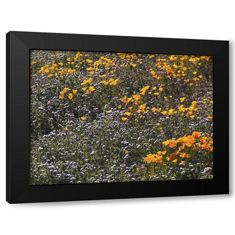 Wildflowers XXVII Black Modern Wood Framed Art Print with Double Matting by Popcorn