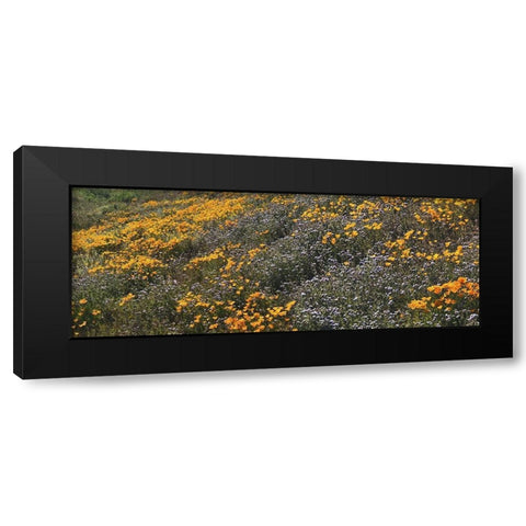 Wildflowers XXVIII Black Modern Wood Framed Art Print with Double Matting by Popcorn