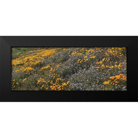 Wildflowers XXVIII Black Modern Wood Framed Art Print by Popcorn