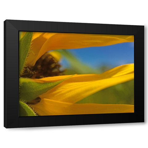 Sunflower III Black Modern Wood Framed Art Print by Popcorn