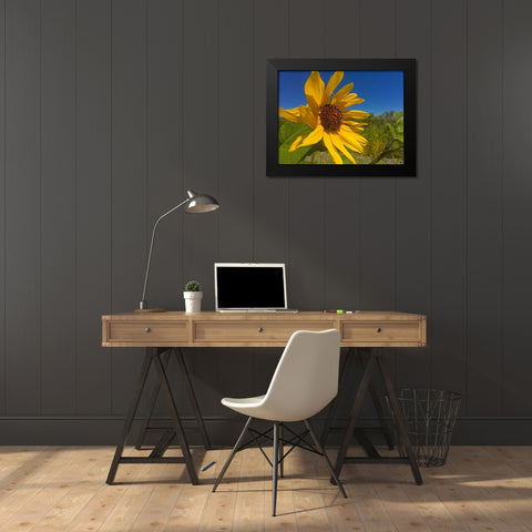 Sunflower IV Black Modern Wood Framed Art Print by Popcorn