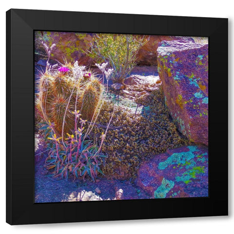 Rock Echeveria I-b W/ Hedgehog Cactus Black Modern Wood Framed Art Print by Tenoever, William