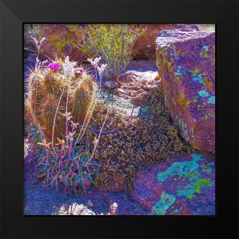 Rock Echeveria I-b W/ Hedgehog Cactus Black Modern Wood Framed Art Print by Tenoever, William