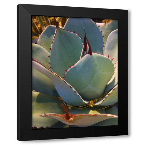Mescal Agave A Black Modern Wood Framed Art Print with Double Matting by Tenoever, William