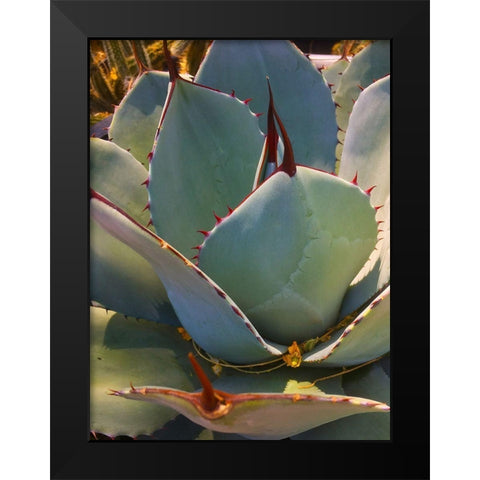 Mescal Agave A Black Modern Wood Framed Art Print by Tenoever, William