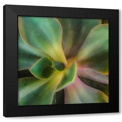 Succulent Black Modern Wood Framed Art Print with Double Matting by Tenoever, William