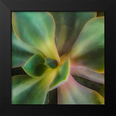 Succulent Black Modern Wood Framed Art Print by Tenoever, William