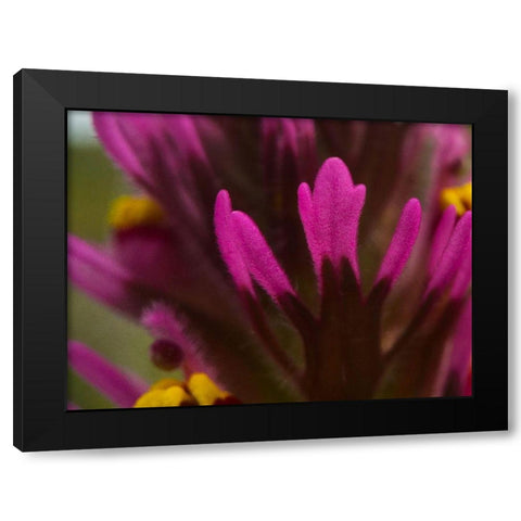 Owl Clover Black Modern Wood Framed Art Print by Tenoever, William