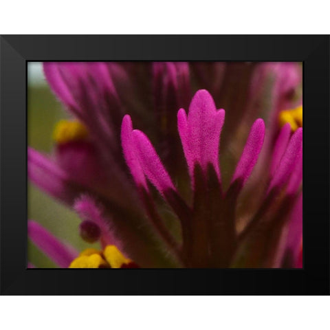 Owl Clover Black Modern Wood Framed Art Print by Tenoever, William