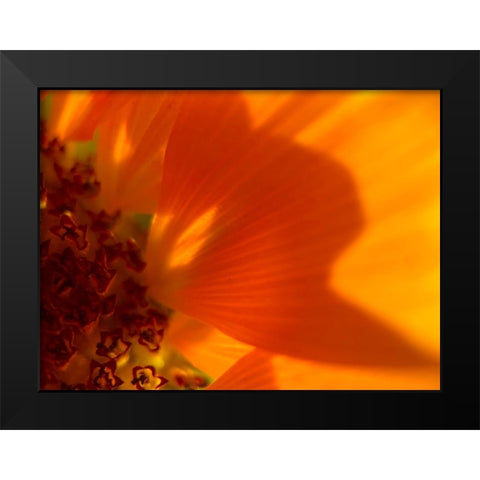 Sunflower1 Black Modern Wood Framed Art Print by Tenoever, William