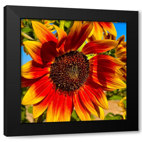 LittleBeckaSunFlower Black Modern Wood Framed Art Print by Tenoever, William