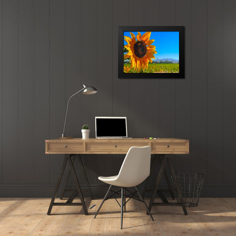 Sunflower3 Black Modern Wood Framed Art Print by Tenoever, William