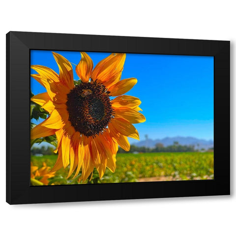 Sunflower3 Black Modern Wood Framed Art Print with Double Matting by Tenoever, William