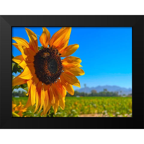 Sunflower3 Black Modern Wood Framed Art Print by Tenoever, William