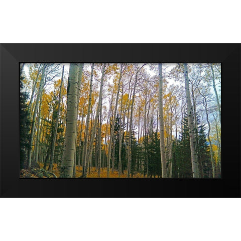 Aspens in Fall I Black Modern Wood Framed Art Print by Tenoever, William
