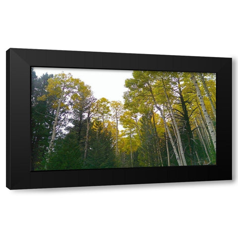 Aspens in Fall II Black Modern Wood Framed Art Print with Double Matting by Tenoever, William