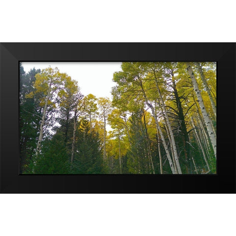 Aspens in Fall II Black Modern Wood Framed Art Print by Tenoever, William