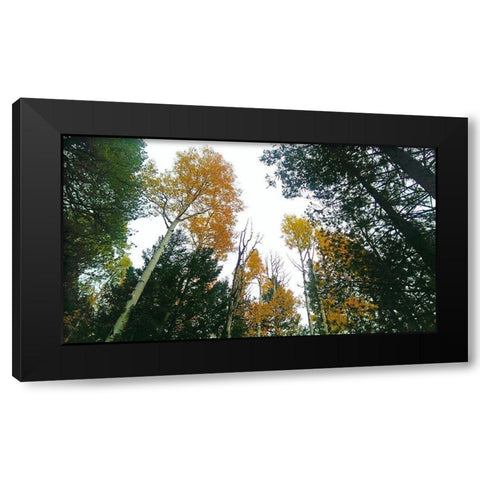 Aspens in Fall III Black Modern Wood Framed Art Print with Double Matting by Tenoever, William
