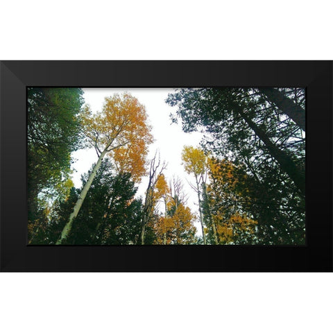 Aspens in Fall III Black Modern Wood Framed Art Print by Tenoever, William
