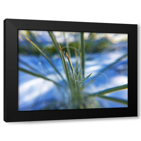 Snow in the Desert Black Modern Wood Framed Art Print with Double Matting by Popcorn