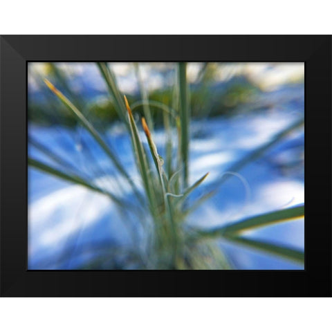 Snow in the Desert Black Modern Wood Framed Art Print by Popcorn