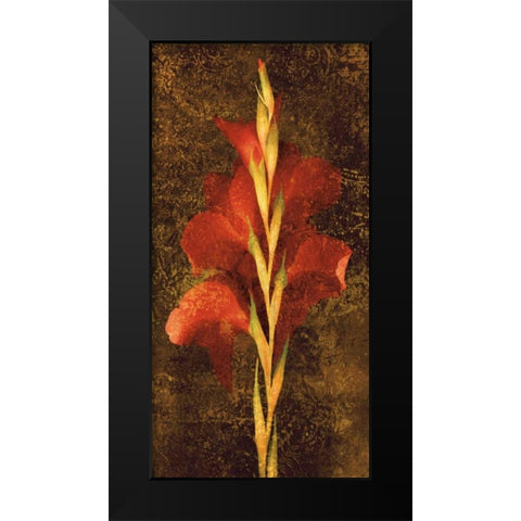 Gladiola Black Modern Wood Framed Art Print by Seba, John