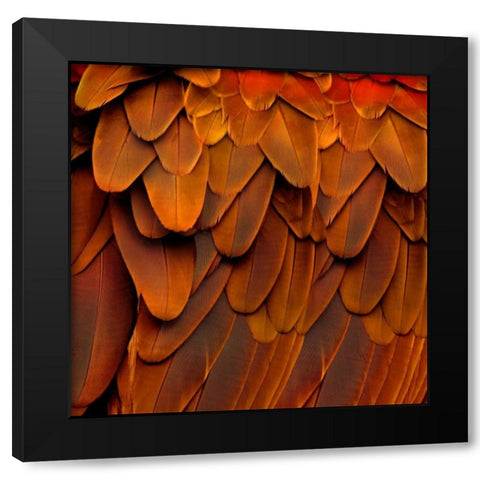 Feathered Friend - Burnt Orang Black Modern Wood Framed Art Print by Bosco, Julia