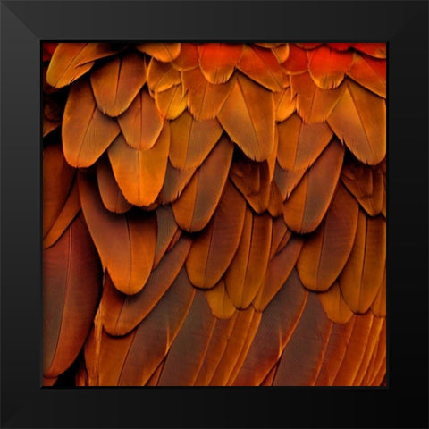 Feathered Friend - Burnt Orang Black Modern Wood Framed Art Print by Bosco, Julia