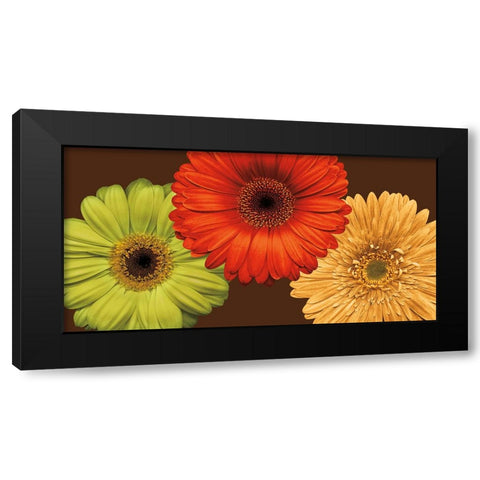 Daisy Trio Black Modern Wood Framed Art Print by Blake, Lindsay