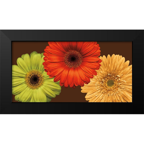Daisy Trio Black Modern Wood Framed Art Print by Blake, Lindsay