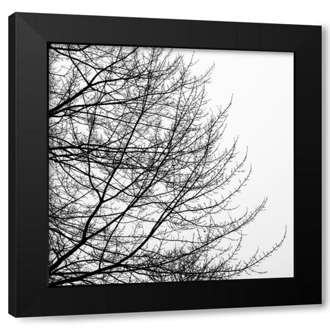 Tree Silhouette II Black on White Black Modern Wood Framed Art Print with Double Matting by Pollard, David