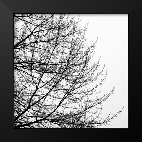Tree Silhouette II Black on White Black Modern Wood Framed Art Print by Pollard, David