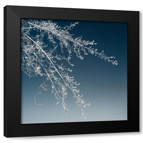 Tree Silhouette I White on Light Blue Black Modern Wood Framed Art Print with Double Matting by Pollard, David