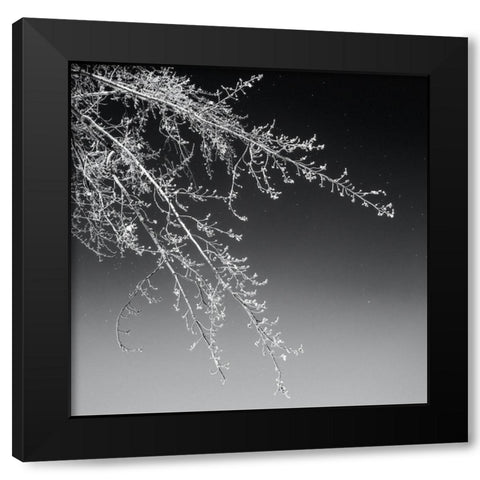 Tree Silhouette I White on Medium Gray Black Modern Wood Framed Art Print with Double Matting by Pollard, David