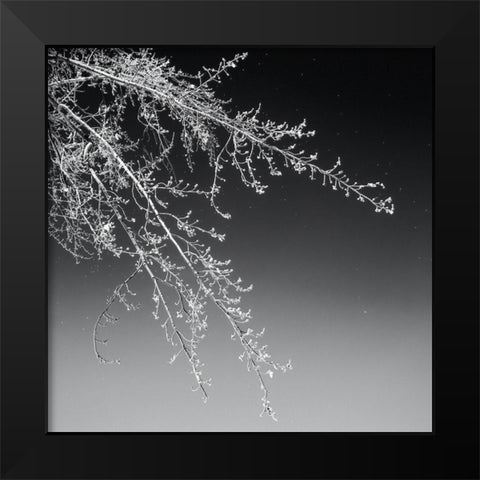 Tree Silhouette I White on Medium Gray Black Modern Wood Framed Art Print by Pollard, David