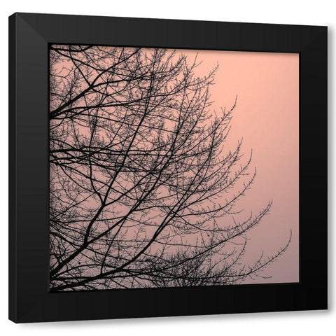 Tree Silhouette II Black on Pink Black Modern Wood Framed Art Print with Double Matting by Pollard, David