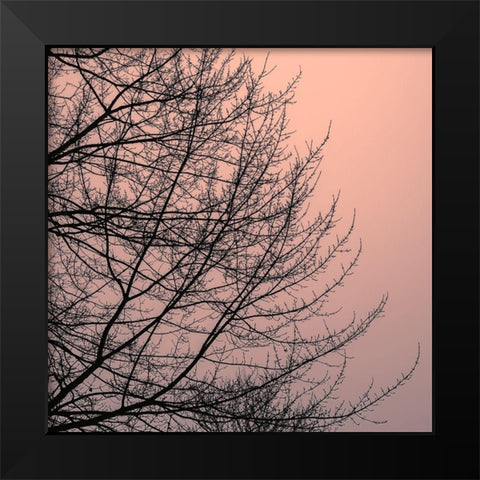 Tree Silhouette II Black on Pink Black Modern Wood Framed Art Print by Pollard, David