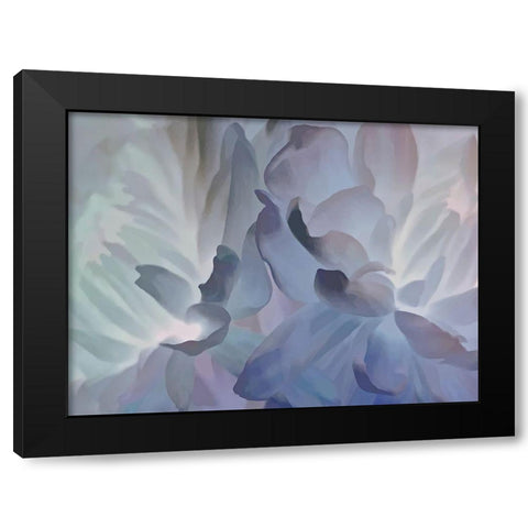 Chrysanthemum VI Black Modern Wood Framed Art Print by Pollard, David