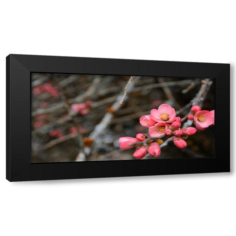 Crabapple Tree blossoms Black Modern Wood Framed Art Print by Plank, Savanah