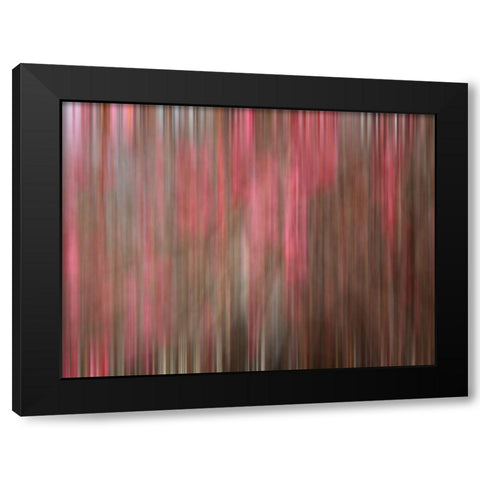 Crabapple Tree blossoms Black Modern Wood Framed Art Print by Plank, Savanah