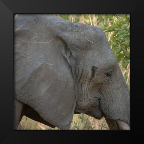 female elephant - Zabia Black Modern Wood Framed Art Print by Bennion, Scott